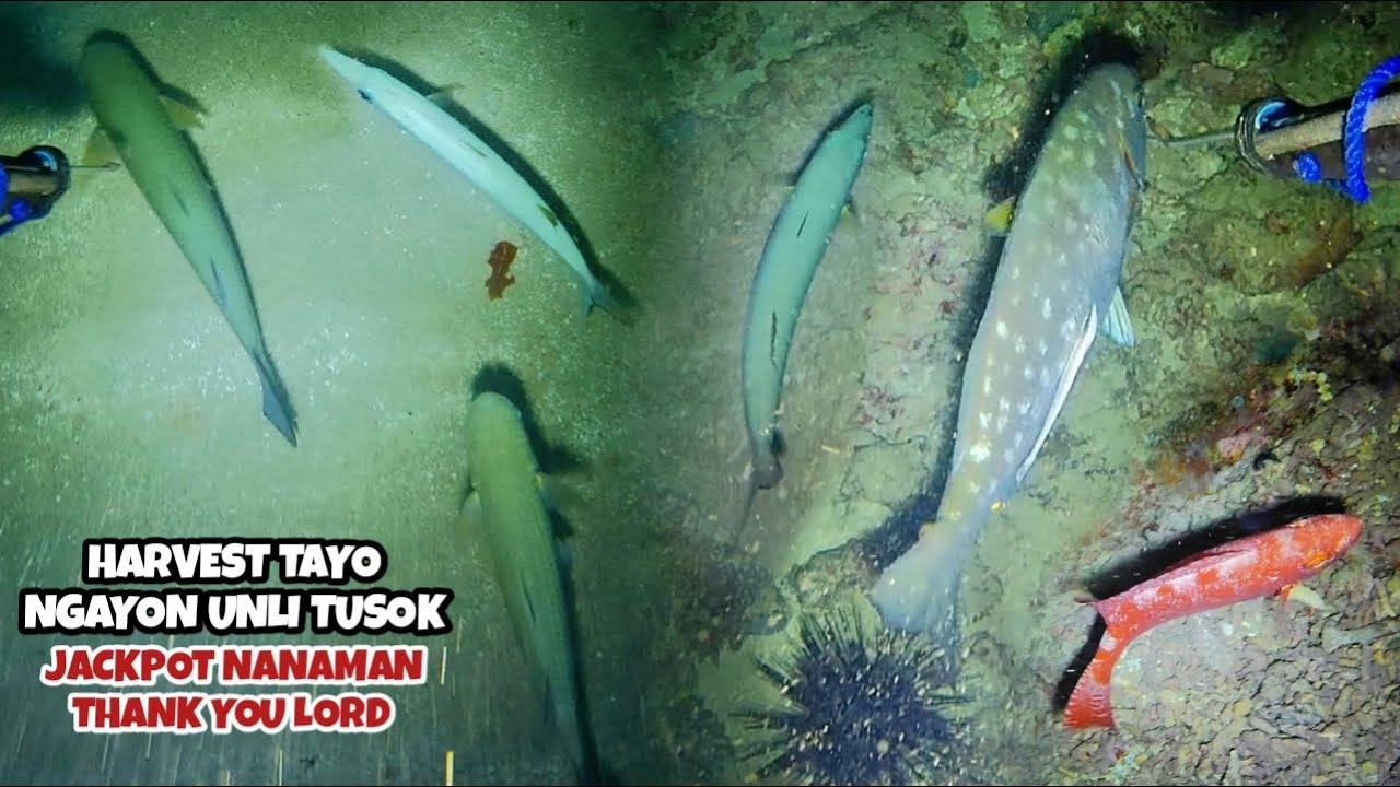 Ep456 Harvest tayo ngayon unli tusok JACKPOT nanaman 