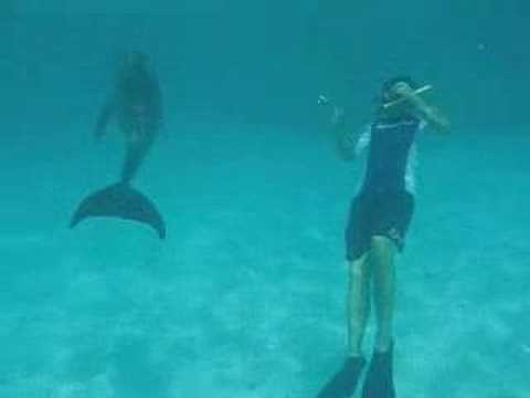 East Caicos Dolphin