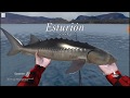 3- Ultimate Fishing Simulator - Como pegar o peixe Esturión (Android)