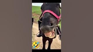 funny video part 16😎🤣