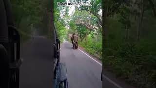 aaj sube ki safari @jim Corbett #buffer area shitting#tuskar