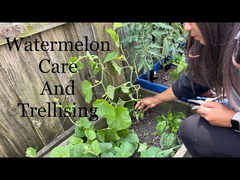 Vídeo: Athena Melon Care – Cultivando Athena Melons In The Garden