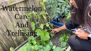 How To Prune Watermelon, Cantaloupe  Plants ....... Melon Care Trellising Climbing Plants