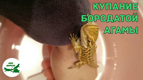 купание бородатой агамы