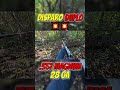 TRABALHO EM EQUIPE #javalibrasil #caçadejavali #hunter #hunting #wildboar #caçador #javali #cães