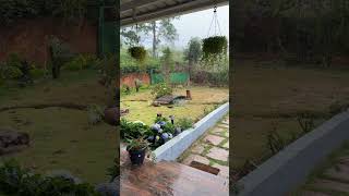 Heaven #DreamLife #NatureHeaven #RainLovers #TeaHills #BisonLife #PeacefulVibes #incredibleindia