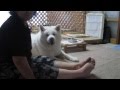 【秋田犬げんき】お婆さんの説教に甘噛みで甘える【akita dog】