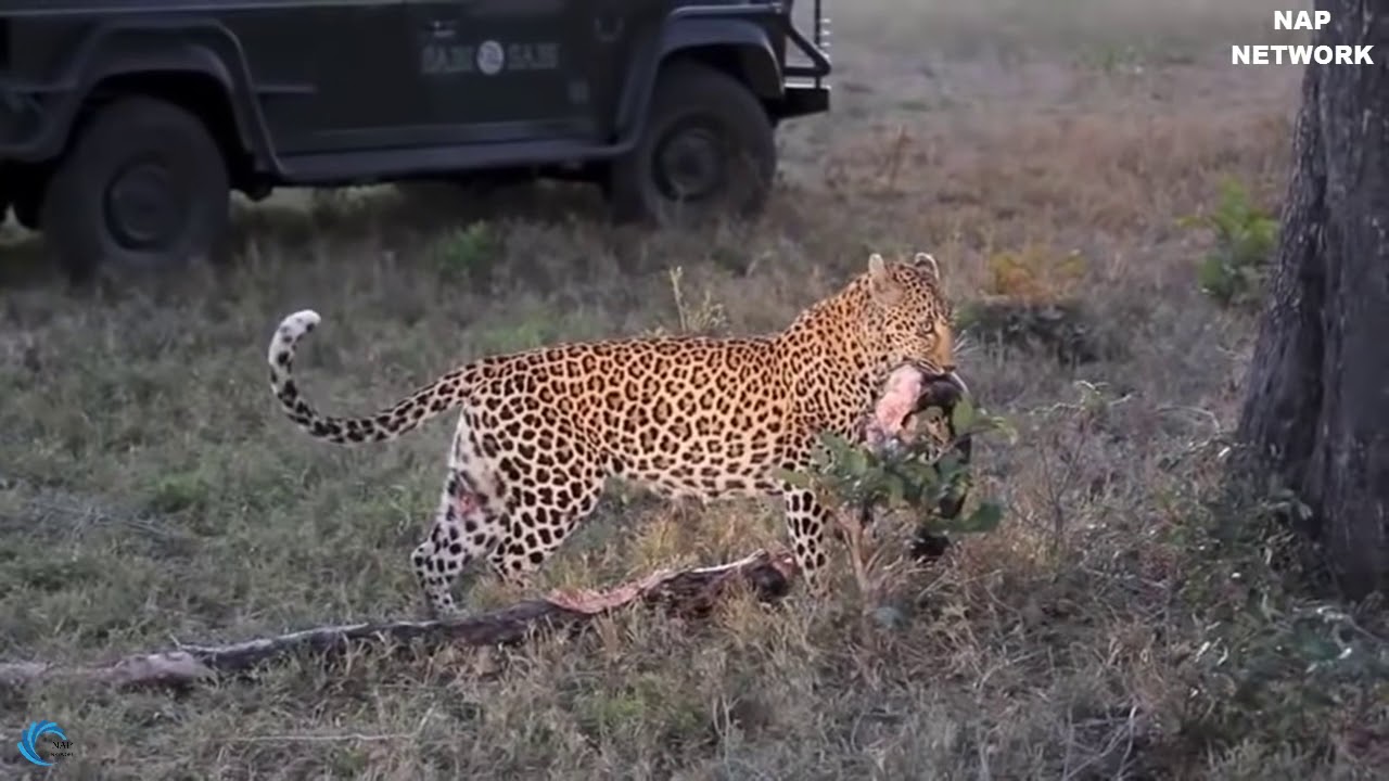 Oh my God! Giant Python confrontation vs Leopard, Strong Leopard ...