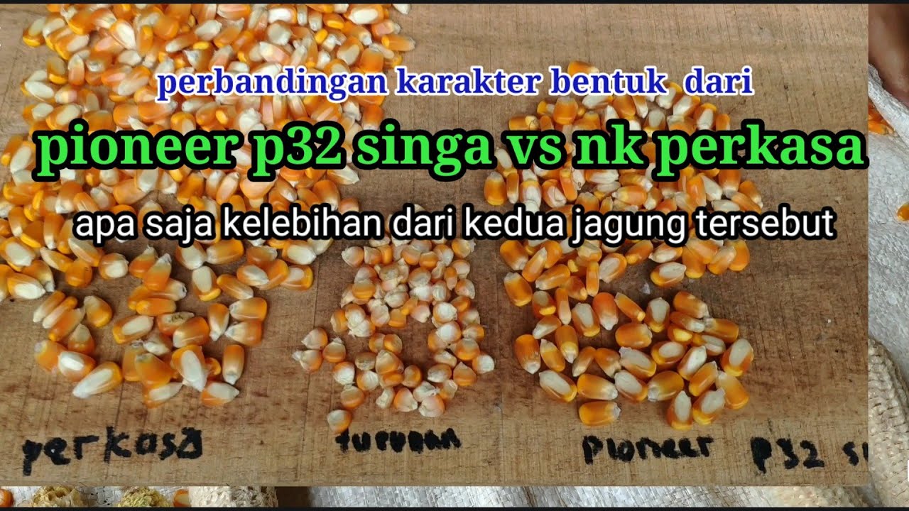 jagung pioneer p32 singa vs nk perkasa hasil panen - YouTube