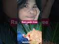 Rare palm tree