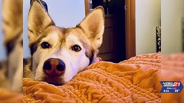 Watch for scams on missing pets