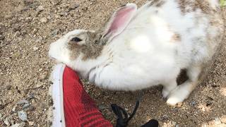 This Bunny Is Scent-Marking My Shoes With Incredible Intensity.
