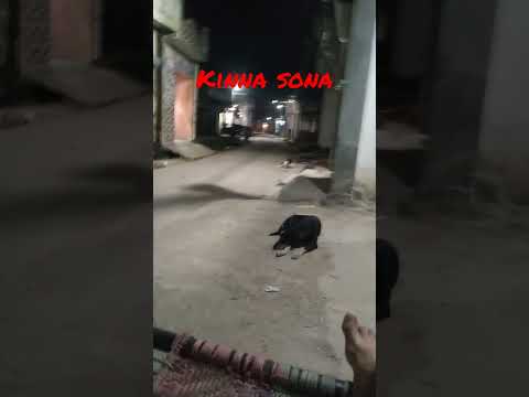 Kinna Sona Kinnasonasongs Shorts 