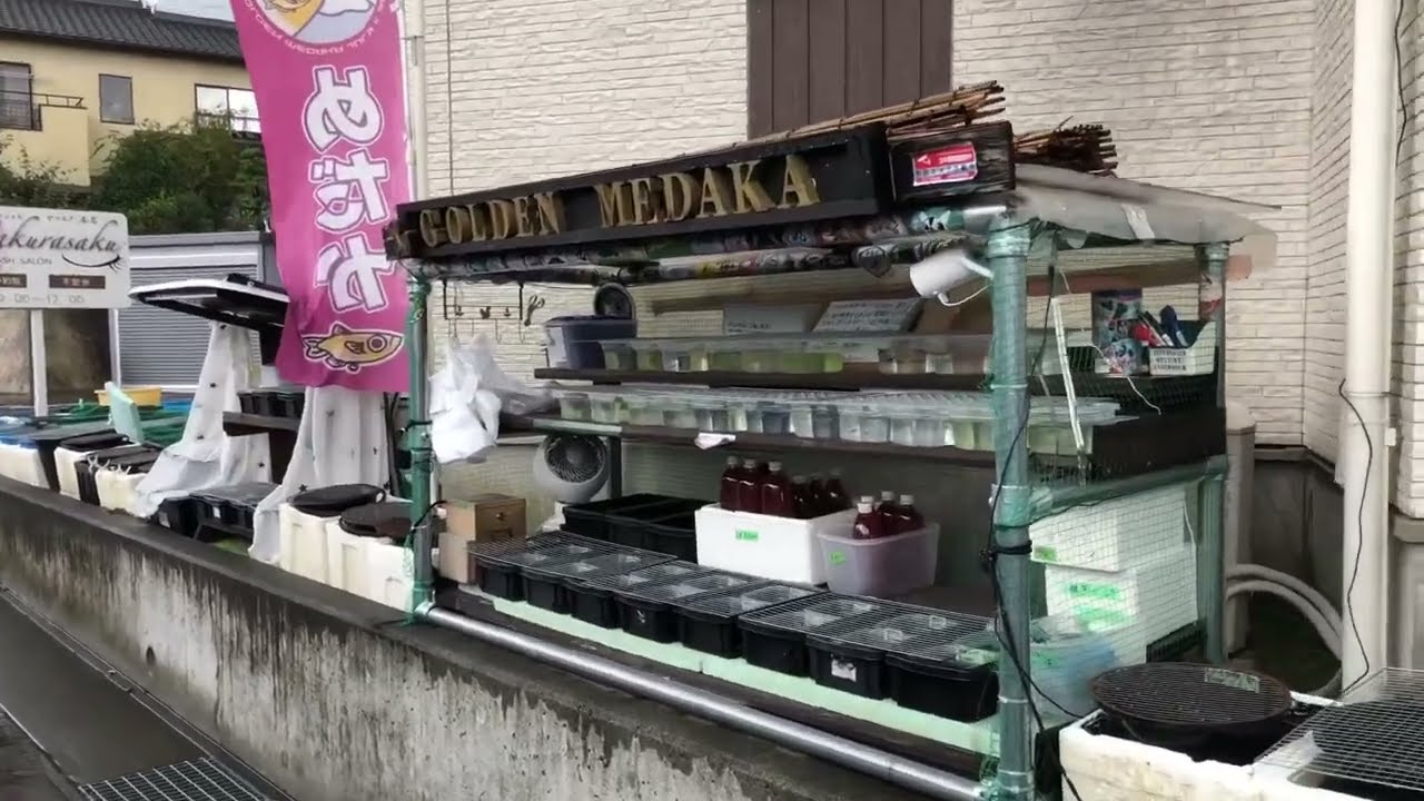売約済み埼玉県富士見市からマメトラ 売約済み埼玉県富士見市からマメトラ