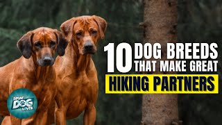 Top 10 Dog Breeds That Make Great Hiking Partners screenshot 4