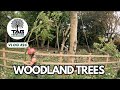 Woodland Tree Removals 🌲 | TAG Tree Care 🌳