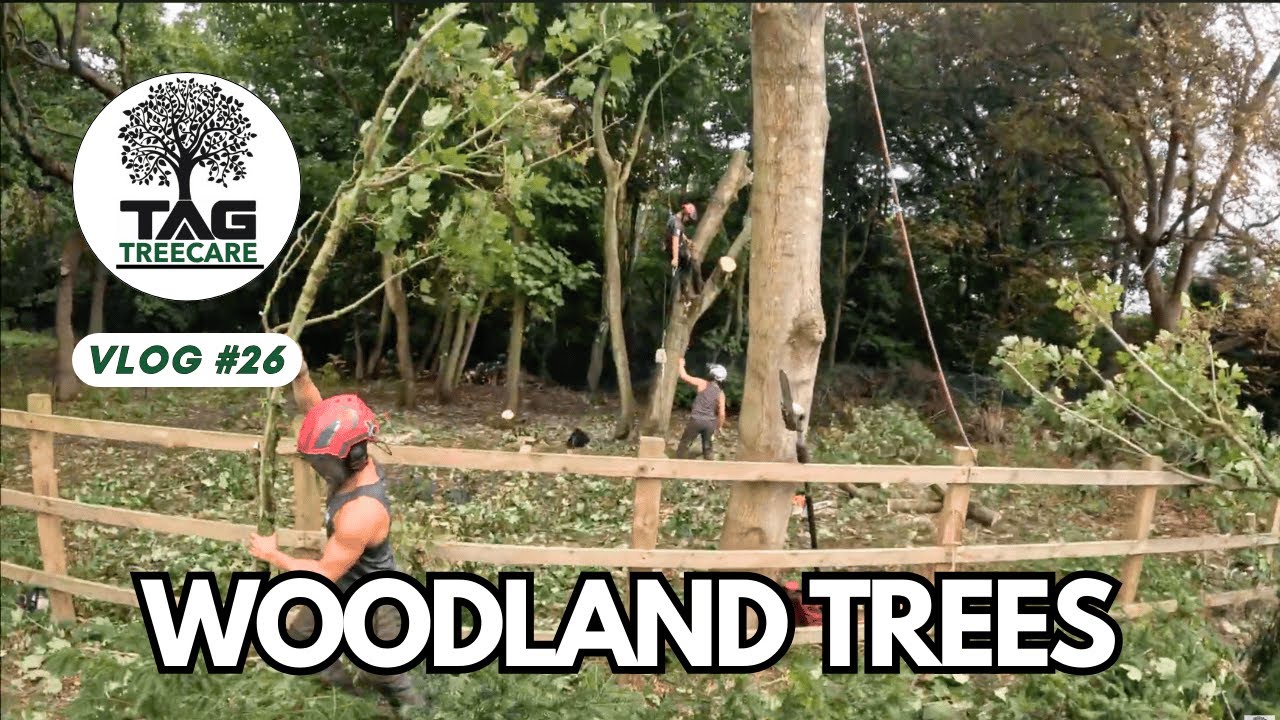 Woodland Tree Removals 🌲 | TAG Tree Care 🌳