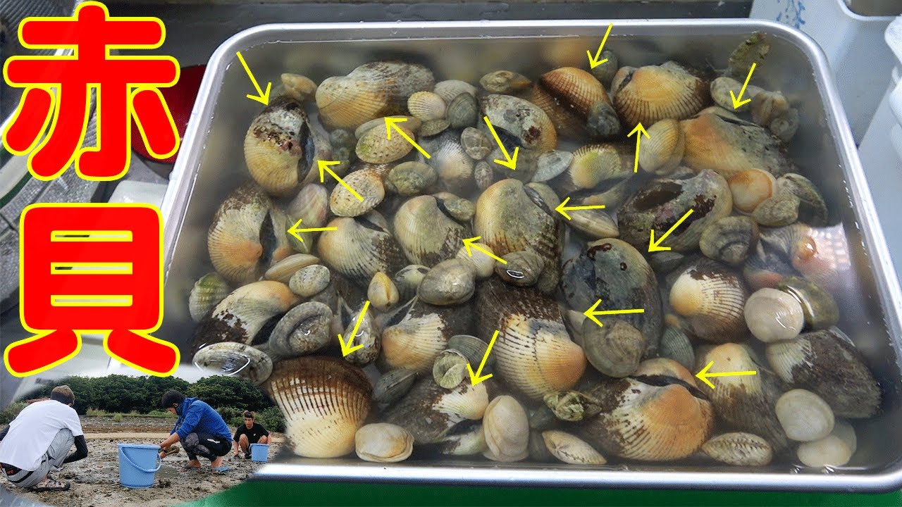 【大量】高級貝が沖縄でも採れる？！ライバル多数の潮干狩り！