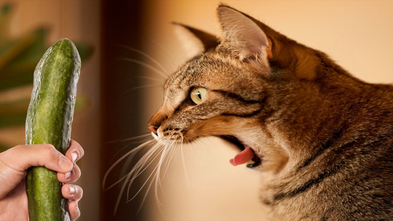 ⁣Котки Уплашени От Краставици - Котки Срещу Краставици - Смешни Котки 2016
