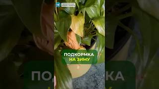 ПОДКОРМКА НА ЗИМУ🥶 #дом #подкормка #садоводничество #растения #огород #цветы