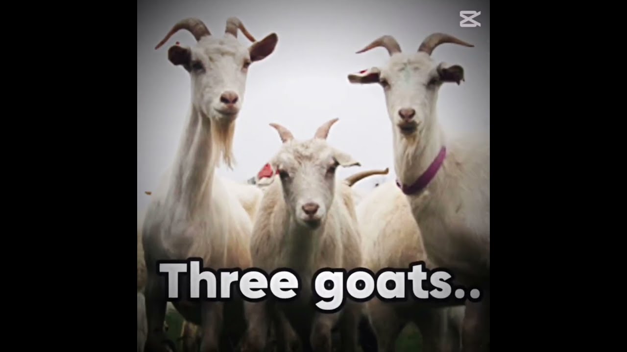 The Goat Trio
