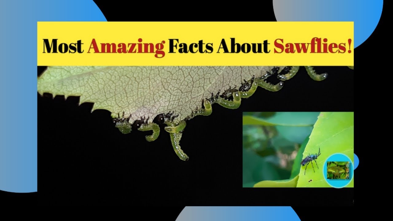 Most Amazing Facts About Sawflies !