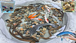 Find catfish in holes, ornamental fish, koi fish, snakehead fish, goldfish, betta fish, glofish