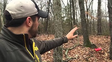 Clearing Timber for a new Food Plot : S7 #3