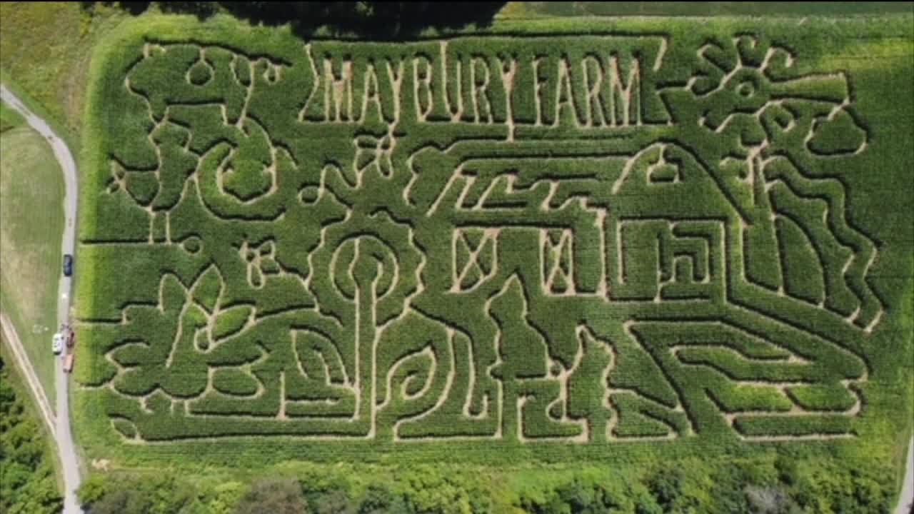 Marbury Farm corn maze opens in Northville