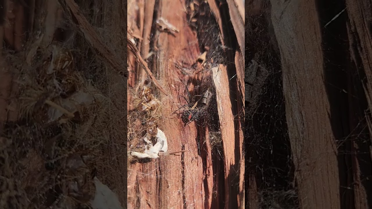 Red back spider. close call