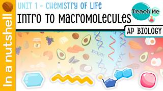 Unité 1.3 - Introduction aux macromolécules [En bref] - Biologie AP
