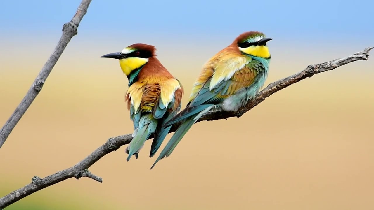 Ruta Sierra del Águila. Navalcán (Toledo)