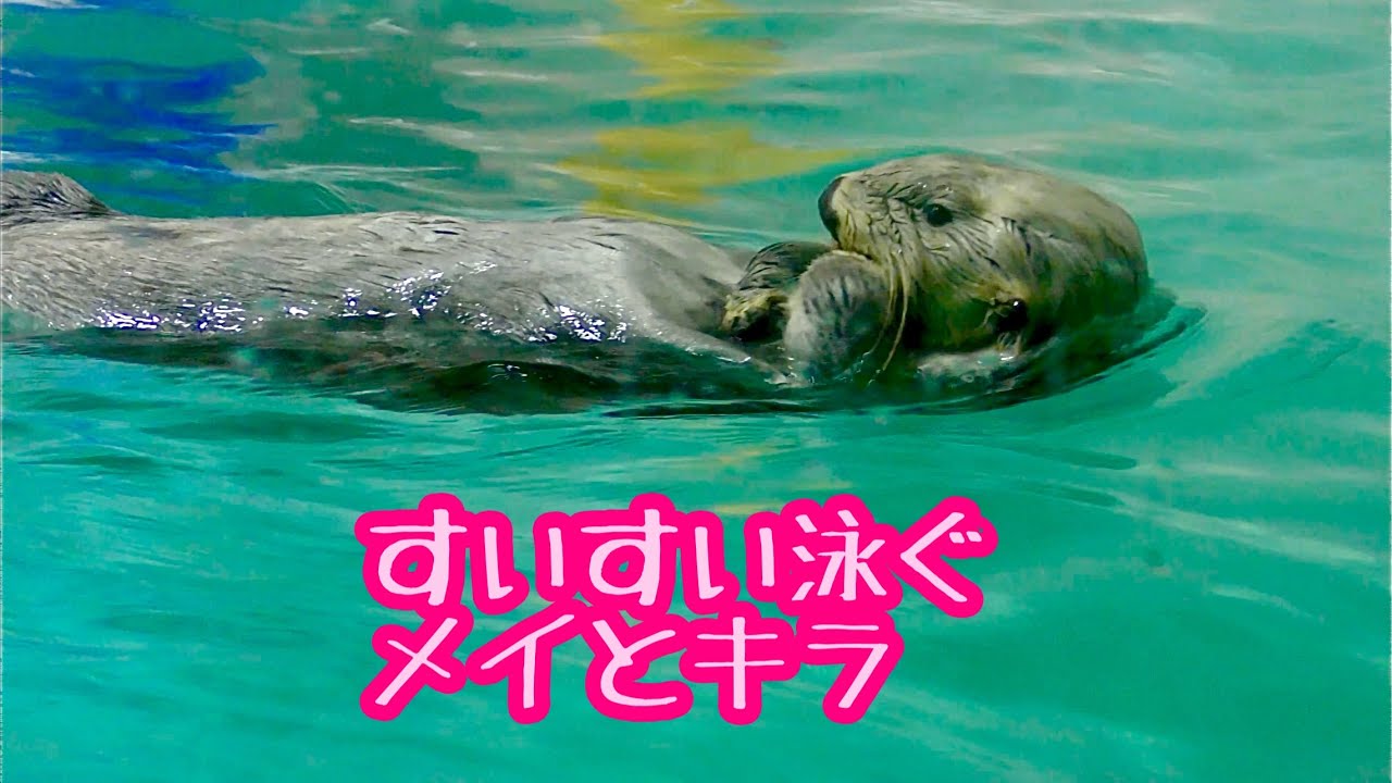 ラッコ メイちゃんとキラちゃん すいすいと泳いでいます【鳥羽水族館