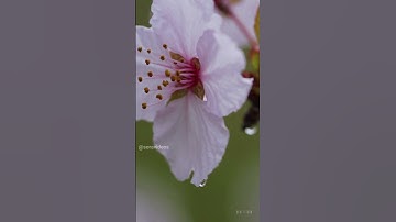 Sora openai Version 🎀 The Latest AI Generated Videos   🎶 #shorts 38