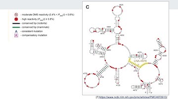 lncRNA