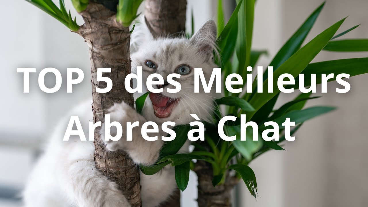 TOP 5 des Meilleurs Arbres à Chat en 2023