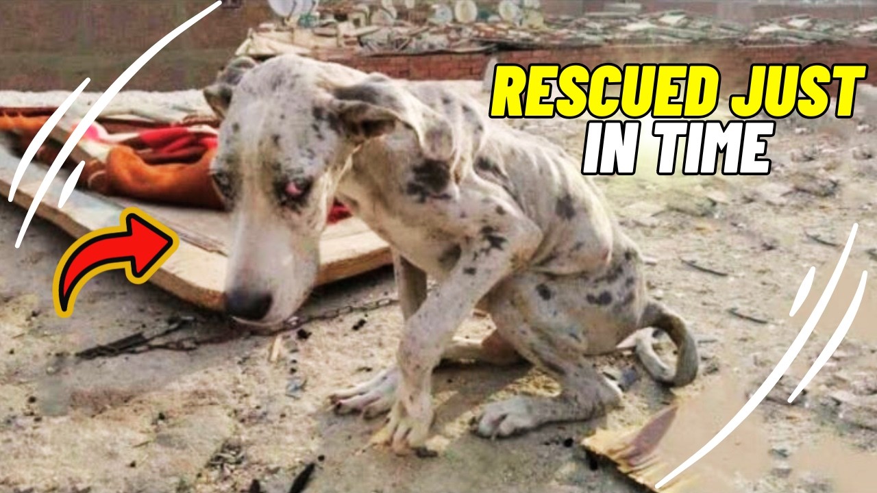 Starving Great Dane Found Eating Rocks To Survive Gets His Miracle - YouTube