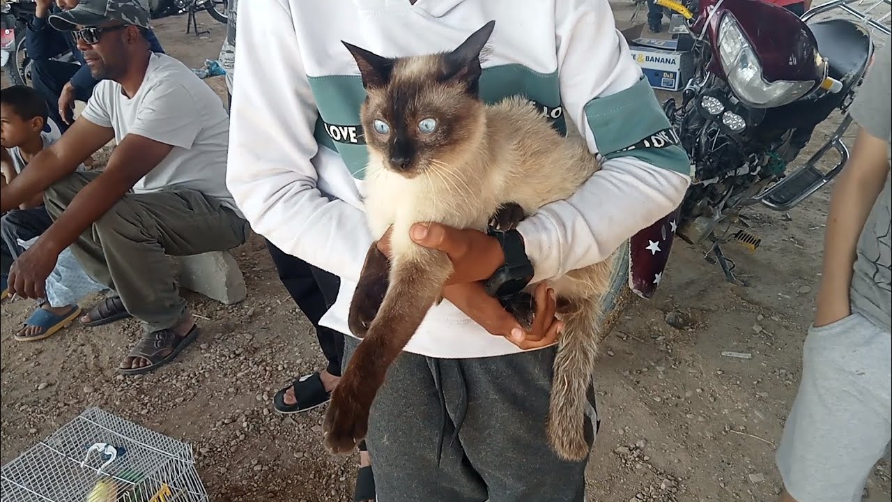 أسوام القطط🐱و الكلاب 🦮 و الأرانب 🐇و الدجاج🐓 بسوق الحيوانات بالقصر قفصة