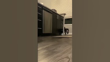 Did you know cats play fetch? #shorts