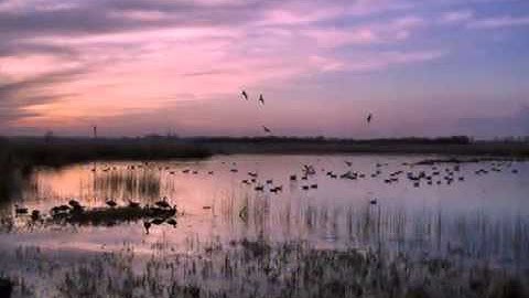 Temperate Estuary Habitat for OSS 3-5, Clip #9 for Session 2.8