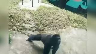 Sporty Monkey Floor Push ups and Fitness Fun!
