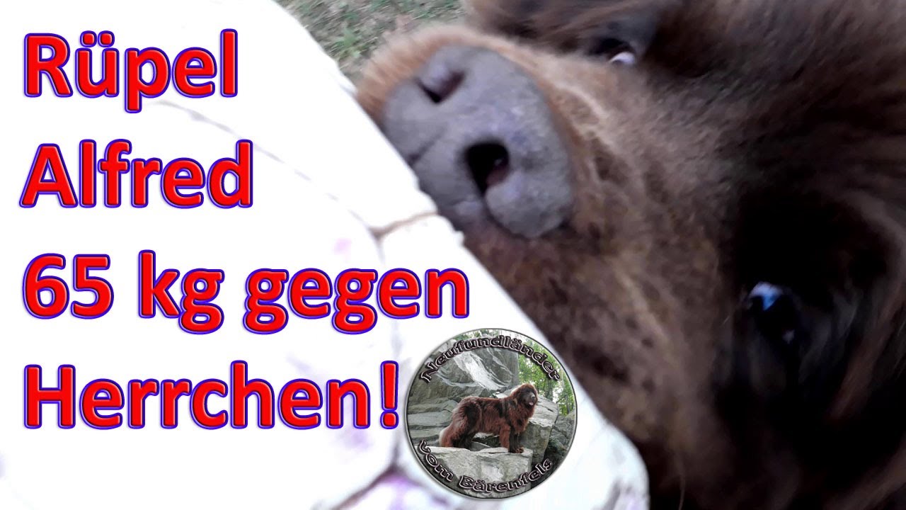 Freche welpenvideos