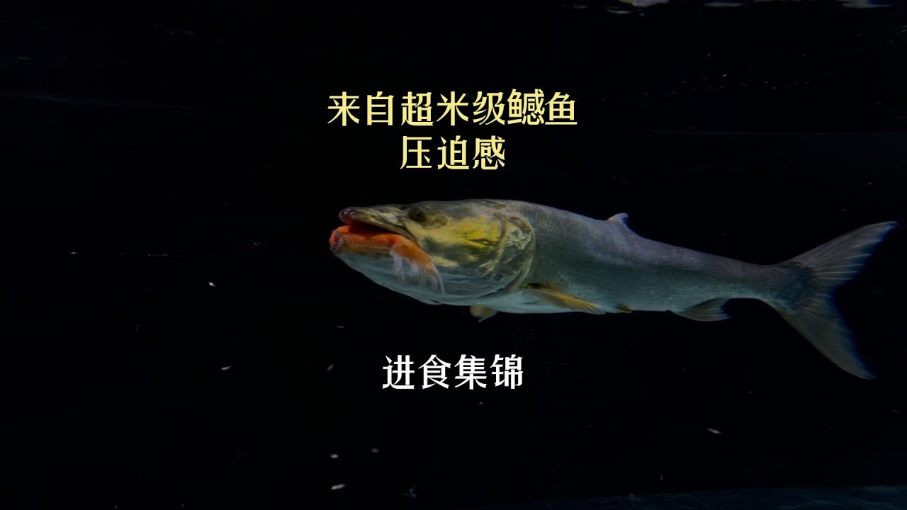 来自超米级鳡鱼的压迫感,各种进食集锦一次看个够🫶#豆爸先生养鱼日记 #豆鱼路亚 #鳡鱼 #鱼缸里的大自然 - YouTube