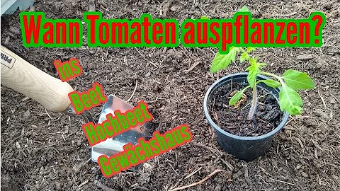 Wie und wann pflanzt man Tomaten?