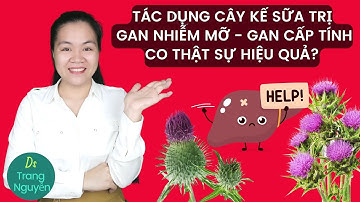Tác dụng cây kế sữa chữa bệnh gan nhiễm mỡ, gan cấp tính và xơ gan có thật sự hiệu quả