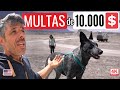 297. Los PROBLEMAS en Estados Unidos al VIAJAR CON PERROS