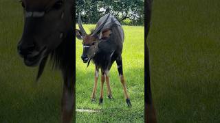 Wild Animals Of Africa The Male Nyala