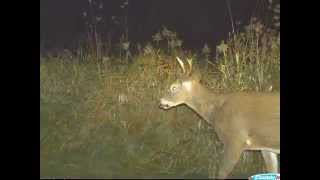 Cuddeback Capture