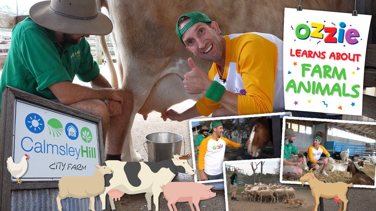 Farm Animals for Kids | Educational Video with Ozzie at Calmsley Hill City Farm