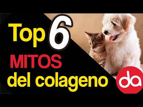 Video: 5 razones por las que los perros necesitan colágeno en su dieta